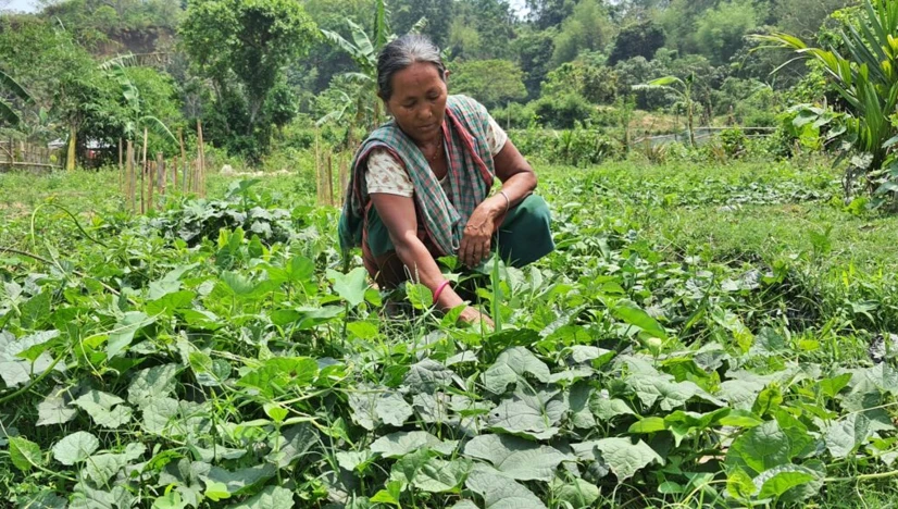 Pandemic resilience in North East India